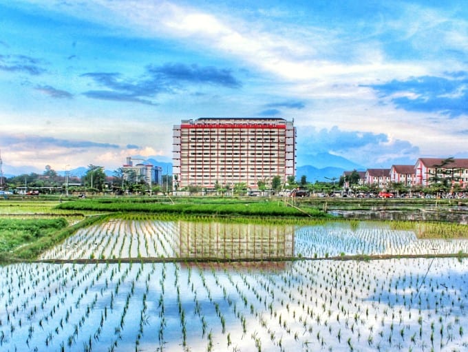 Sawah didalam area kampus Telkom University