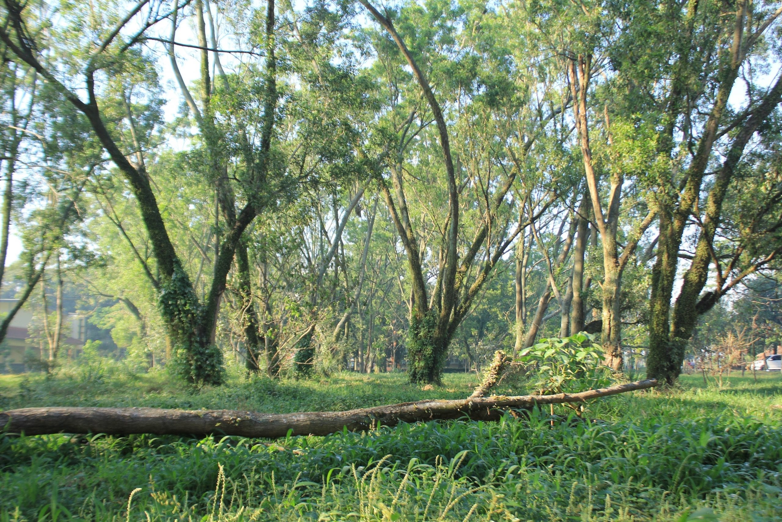 hutan hijau Telkom University