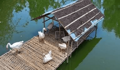 Conservation : Plant, Animal, Wildlife, Genetic Resources for Food and Agriculture Secured for Medium or Long-Term Conservation Facilities Conservation : Plant, Animal, Wildlife, Genetic Resources for Food and Agriculture Secured for Medium or Long-Term Conservation Facilities