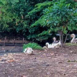 Peran Angsa dalam Ekosistem Kampus: Lebih dari Sekadar Ikon Estetika Telkom University