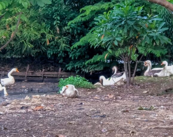 The Role of Swans in the Campus Ecosystem: More Than Just an Aesthetic Icon Telkom University