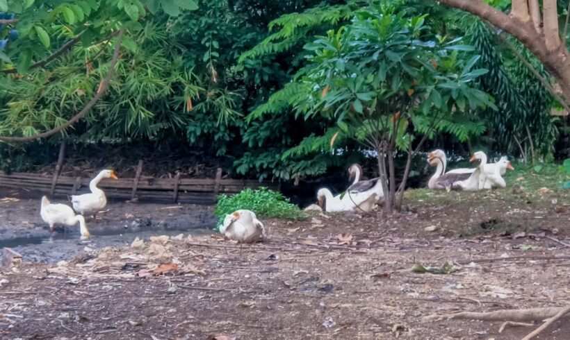 Peran Angsa dalam Ekosistem Kampus: Lebih dari Sekadar Ikon Estetika Telkom University